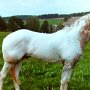 Appaloosa 3 (2)